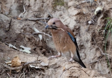 bird17443-w