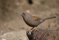 Streaked Laughingthrush (Trochalopteron lineatum)