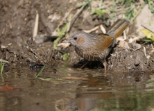 Streaked Laughingthrush (Trochalopteron lineatum)