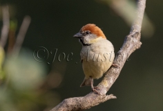 Russet Sparrow (Passer rutilans) male