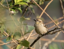 Russet Sparrow (Passer rutilans) female