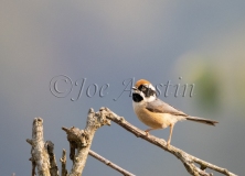 Black-Throated Tit (Aegithalos concinnus)