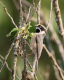 Black-Throated Tit (Aegithalos concinnus)