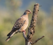 Oriental Turtle Dove (Streptopelia orientalis)