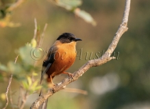 Rufous Sibia (Heterophasia capistrata)