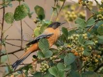 Rufous Sibia (Heterophasia capistrata)