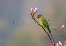 Plum-Headed Parakeet (Psittacula cyanocephala)