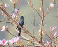 Blue Rock Thrush (Monticola solitarius)