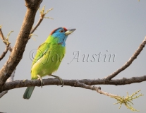 Blue-throated Barbet (Megalaima asiatica)