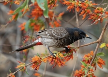 Red-vented Bulbul (Pycnonotus cafer)
