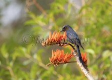 Ashy Drongo (Dicrurus leucophaeus), a.k.a.  'slaty' drongo