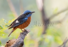 Blue-capped Rock Thrush (Monticola cinclorhynchus)