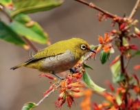 Indian white-eye (Zosterops palpebrosus)