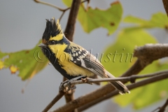 Black-Throated Tit (Aegithalos concinnus)