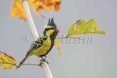 Black-Throated Tit (Aegithalos concinnus)