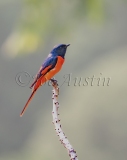 Short-billed Minivet (Pericrocotus brevirostris)