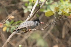 Asian Black Bulbul (Hypsipetes leucocephalus)