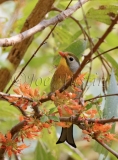 Red-Billed Leiothrix (Leiothrix lutea)