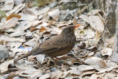 Grey-winged Blackbird (Turdus boulboul)