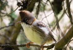 Whiskered Yuhina (Yuhina flavicollis)