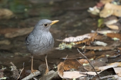 Tickell's Thrush (Turdus unicolor)