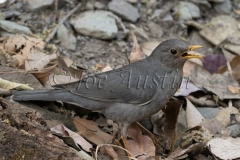 Tickell's Thrush (Turdus unicolor)