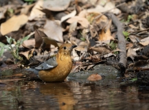 Orange-headed Thrush (Geokichla citrina)