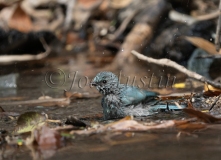 Verditer Flycatcher (Eumyias thalassinus)
