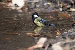 Green-backed Tit (Parus monticolus)