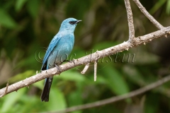 Verditer Flycatcher (Eumyias thalassinus)