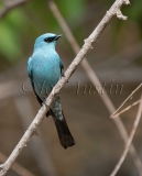 Verditer Flycatcher (Eumyias thalassinus)