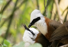 White-crested Laughingthrush (Garrulax leucolophus)