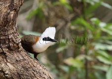 White-crested Laughingthrush (Garrulax leucolophus)