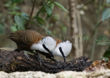 White-crested Laughingthrush (Garrulax leucolophus)