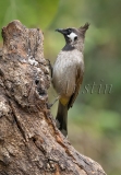 Himalayan Bulbul (Pycnonotus leucogenys)