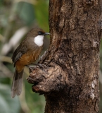 White-Throated Laughingthrush (Garrulax albogularis)