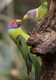 Plum-Headed Parakeet (Psittacula cyanocephala)