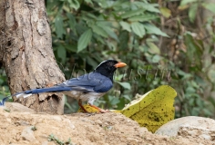 Red-billed Blue Magpie (Urocissa erythroryncha)