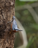 Chestnut-bellied Nuthatch (Sitta cinnamoventris)