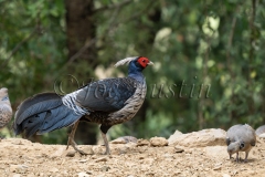 Kalij Pheasant (Lophura leucomelanos)