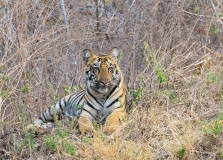 Bengal Tiger (Panthera tigris tigris)