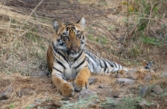 Bengal Tiger (Panthera tigris tigris)