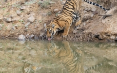 Bengal Tiger (Panthera tigris tigris)