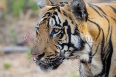 Bengal Tiger (Panthera tigris tigris)