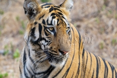 Bengal Tiger (Panthera tigris tigris)