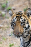 Bengal Tiger (Panthera tigris tigris)