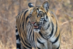 Bengal Tiger (Panthera tigris tigris)