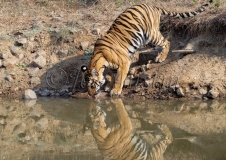 Bengal Tiger (Panthera tigris tigris)