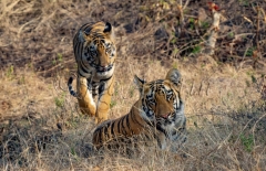 Bengal Tiger (Panthera tigris tigris)