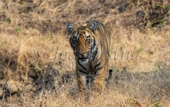 Bengal Tiger (Panthera tigris tigris)